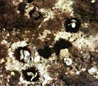 photo de l'oursin violet, Paracentrotus lividus